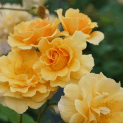 Rise Up Amberness™ Climbing Rose