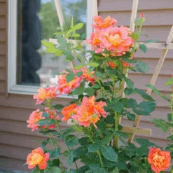 Rise Up Emberays™ Climbing Rose -Florist Shop RosaRiseUpEmberaysP1184697 1080x1080 0fee0c8
