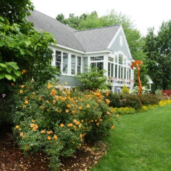 Oso Easy Paprika® Rose -Florist Shop Rose Oso Easy Paprika 4 P