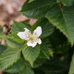 Taste Of Heaven™ Blackberry -Florist Shop Rubus Taste of Heaven P1238088