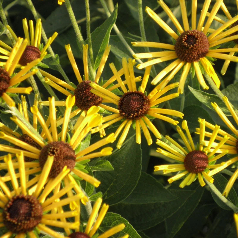 'Henry Eilers' Sweet Coneflower (Rudbeckia) 1 'Henry Eilers' Sweet Coneflower (Rudbeckia)