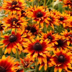 'Summer Sienna' Sweet Coneflower (Rudbeckia) -Florist Shop Rudbeckia Summer Sienna 1