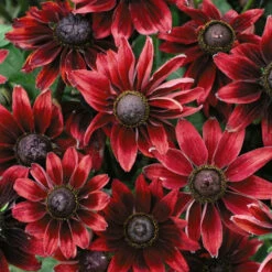 'Cherry Brandy' Rudbeckia