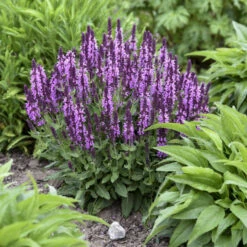 'Pink Profusion' Salvia -Florist Shop Salvianemorosa PinkProfusion PP31435CPBRAF0001lowres