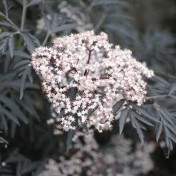 Black Lace® Elderberry 10 Black Lace® Elderberry -Florist Shop Sambucus Black Lace 2 P 2c181c6b add6 4d91 a371 7092c4b2fa11 sw