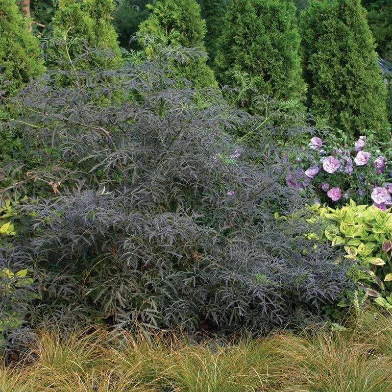 Black Lace® Elderberry 7 Black Lace® Elderberry - Image 7
