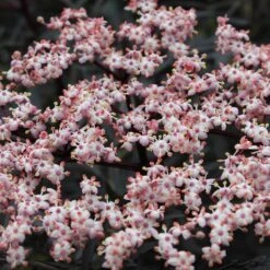 Black Lace® Elderberry 11 Black Lace® Elderberry -Florist Shop Sambucus Black Lace 4 P 7c541a7c 633d 4310 8b91 2f472c43f536 sw