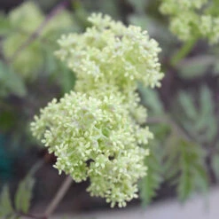 Lemony Lace® Elderberry 8 Lemony Lace® Elderberry -Florist Shop Sambucus Lemony Lace 3 P