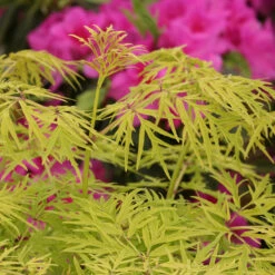 Lemony Lace® Elderberry 10 Lemony Lace® Elderberry -Florist Shop Sambucus Lemony Lace 5 P