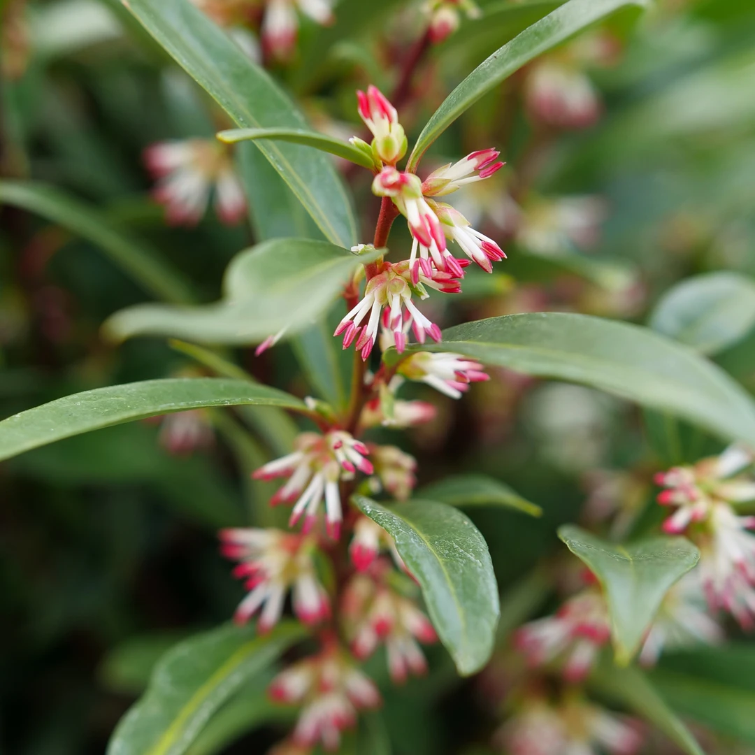 Sweet & Lo™ Sweet Box 3 Sweet & Lo™ Sweet Box - Image 3