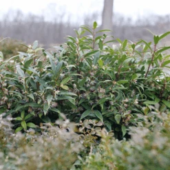 Sweet & Lo™ Sweet Box 9 Sweet & Lo™ Sweet Box -Florist Shop SarcococcaSweetLoP1140831 1080x1080 9a3d0f4