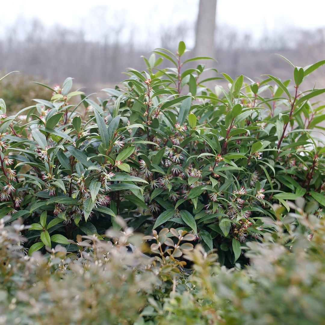 Sweet & Lo™ Sweet Box 4 Sweet & Lo™ Sweet Box - Image 4