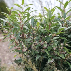 Sweet & Lo™ Sweet Box 10 Sweet & Lo™ Sweet Box -Florist Shop SarcococcaSweetLoP1150870 1080x1080 9ba8878