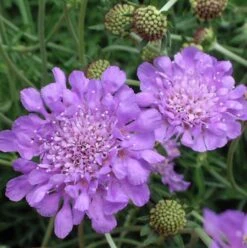 'Butterfly Blue' Pincushion Flower -Florist Shop Scabiosa butterfly blue 2 sw