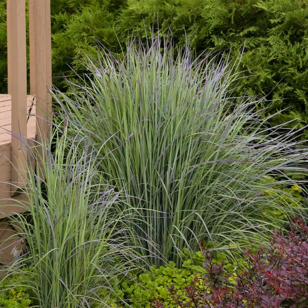 'Twilight Zone' Little Bluestem Grass 2 'Twilight Zone' Little Bluestem Grass - Image 2