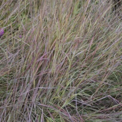 'Twilight Zone' Little Bluestem Grass 6 'Twilight Zone' Little Bluestem Grass -Florist Shop Schizachyrium TwilightZone LittleBluestem 3