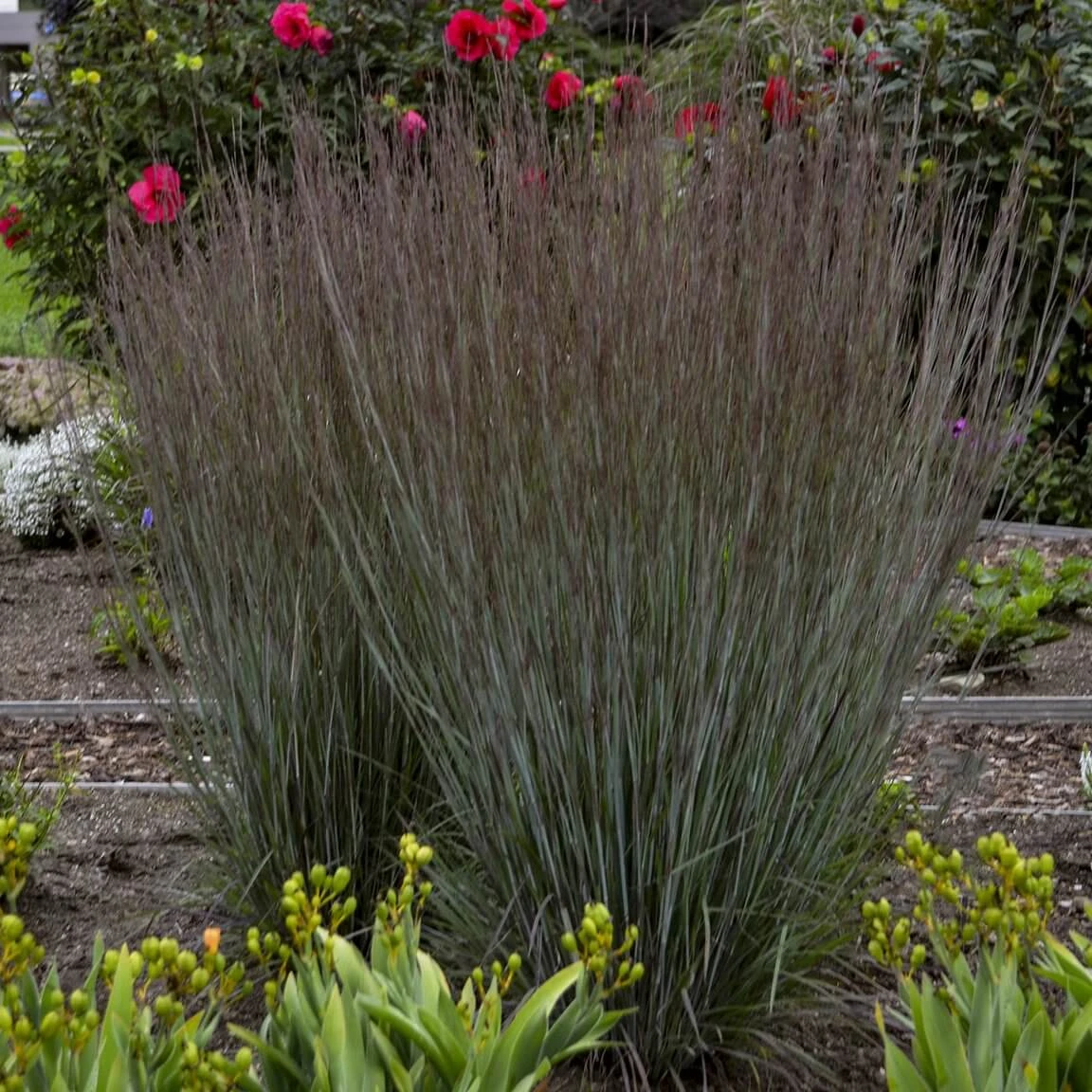 Prairie Winds® 'Blue Paradise' Bluestem Grass 2 Prairie Winds® 'Blue Paradise' Bluestem Grass - Image 2