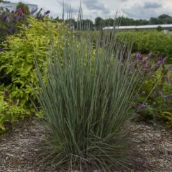 Prairie Winds® 'Blue Paradise' Bluestem Grass 8 Prairie Winds® 'Blue Paradise' Bluestem Grass -Florist Shop Schizachyriumscoparium BlueParadise PP28145CPBR56500002highres sw