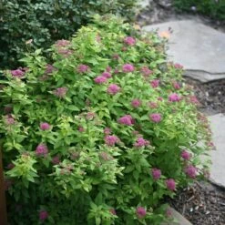 Double Play® Gold Spirea -Florist Shop Spiraea Double Play Gold 3 P sw