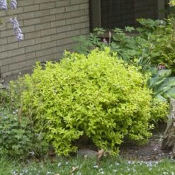 Double Play® Gold Spirea -Florist Shop Spiraea Double Play Gold 4 P sw