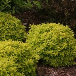 Double Play® Gold Spirea -Florist Shop Spiraea Double Play Gold 5 P sw