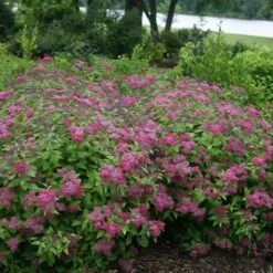 Double Play® Red Spirea -Florist Shop Spiraea Double Play Red 4 P sw