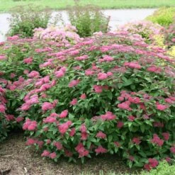 Double Play® Red Spirea -Florist Shop Spiraea Double Play Red 5 P sw
