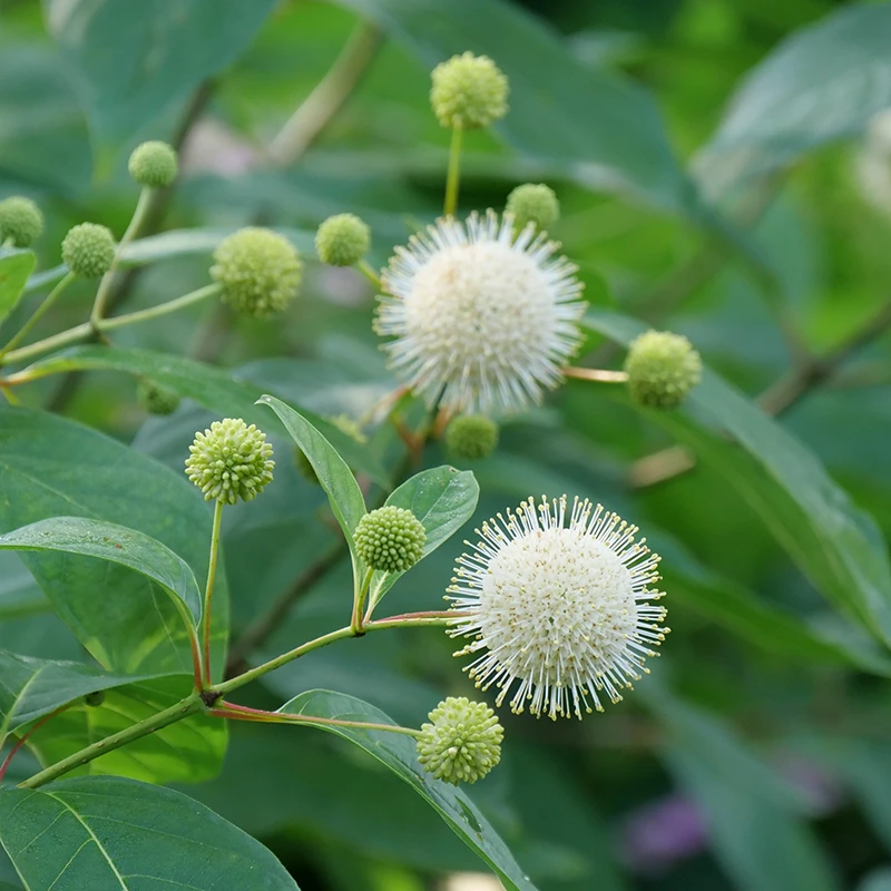 Sugar Shack® Buttonbush 2 Sugar Shack® Buttonbush - Image 2
