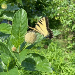 Sugar Shack® Buttonbush 8 Sugar Shack® Buttonbush -Florist Shop SugarShackFlowers3
