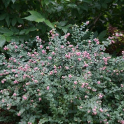 Proud Berry® Coralberry 6 Proud Berry® Coralberry -Florist Shop Symphoricarpos Proud Berry 3