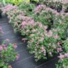 Bloomerang® Dwarf Purple Reblooming Lilac