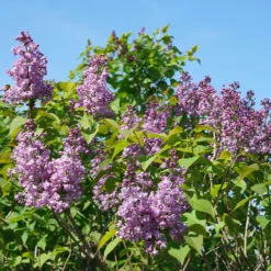 Scentara® Double Blue Lilac -Florist Shop Syringa Scentara Double Blue 3 P