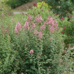 Bloomerang Ballet™ Lilac -Florist Shop SyringaBloomerangBalletDSC09297 800x800 17c1303