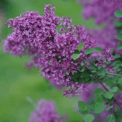 Bloomerang® Dark Purple Reblooming Lilac -Florist Shop SyringaBloomerangDarkPurpleDSC03180 800x800 64476ad