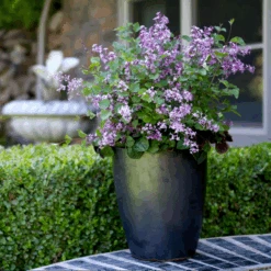 Bloomerang® Dark Purple Reblooming Lilac -Florist Shop SyringaBloomerangDarkPurpleIMG 8948 800x800 b73a99c
