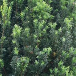 Stonehenge® Yew -Florist Shop Taxus Stonehenge 3