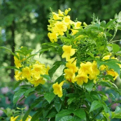 Chicklet™ Gold Trumpet Bush