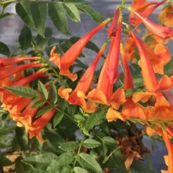Chicklet™ Orange Trumpet Bush 8 Chicklet™ Orange Trumpet Bush -Florist Shop TecomaChickletOrangeIMG 2119