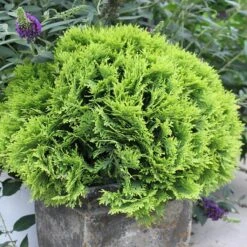 Anna's Magic Ball® Arborvitae