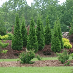 North Pole® Arborvitae 8 North Pole® Arborvitae -Florist Shop ThujaNorthPoleIMG 9727 800x800 614acb6