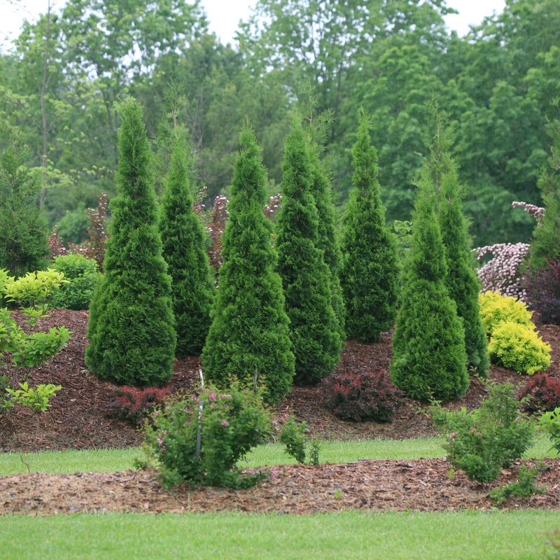 North Pole® Arborvitae 4 North Pole® Arborvitae - Image 4