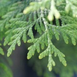 Full Speed A Hedge® 'American Pillar' Arborvitae 11 Full Speed A Hedge® 'American Pillar' Arborvitae -Florist Shop Thuja American Pillar 10 P sw