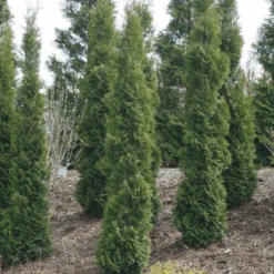 Full Speed A Hedge® 'Thin Man' Arborvitae -Florist Shop ThujaoccidentalisThinManIMG 1635 800x800 fdbdd36