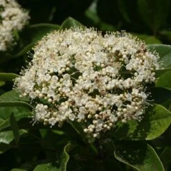Brandywine™ Witherod Viburnum -Florist Shop Viburnum Brandywine 4 P sw