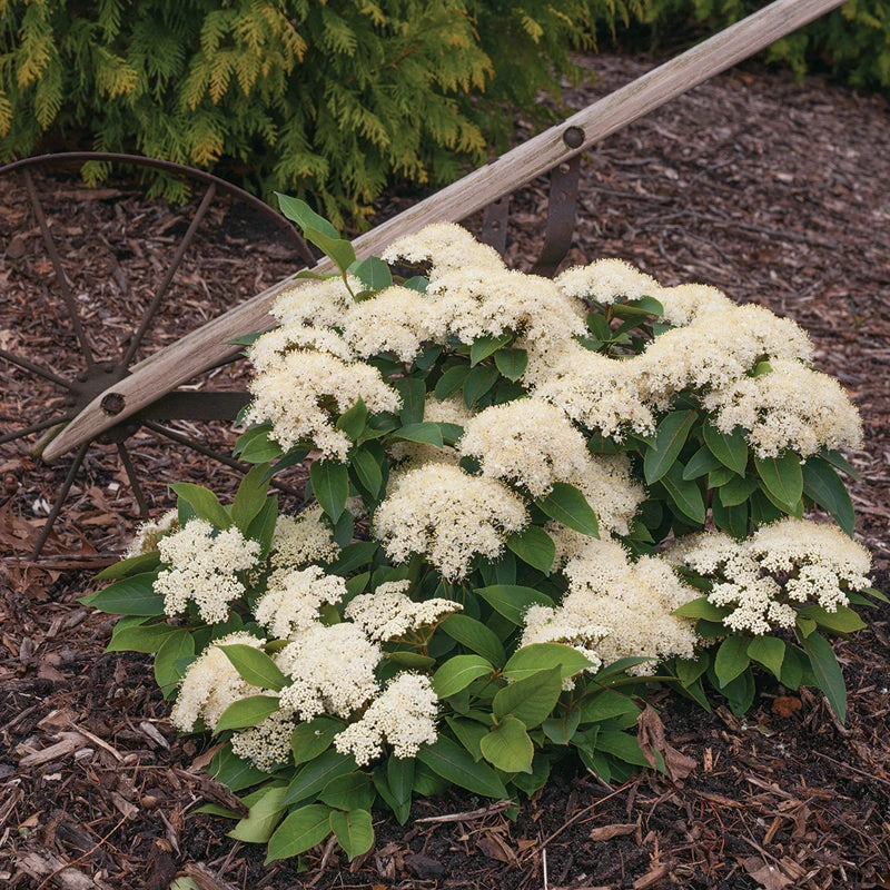 Lil Ditty® Dwarf Viburnum 1 Lil Ditty® Dwarf Viburnum
