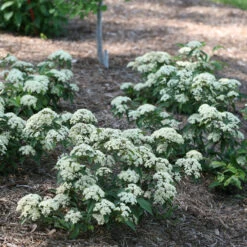 Lil Ditty® Dwarf Viburnum 6 Lil Ditty® Dwarf Viburnum -Florist Shop Viburnum Lil Ditty 3 P