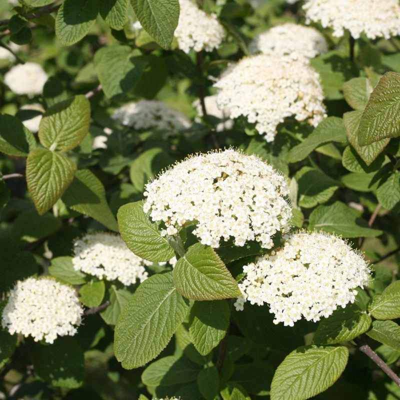 Red Balloon® Lantanaphyllum Viburnum 2 Red Balloon® Lantanaphyllum Viburnum - Image 2