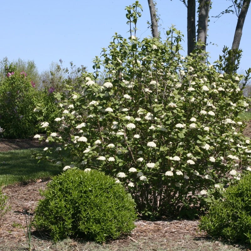 Red Balloon® Lantanaphyllum Viburnum 3 Red Balloon® Lantanaphyllum Viburnum - Image 3