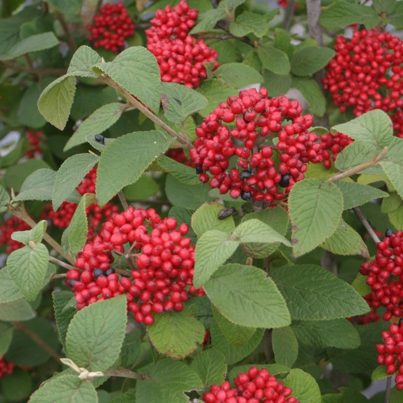 Red Balloon® Lantanaphyllum Viburnum 1 Red Balloon® Lantanaphyllum Viburnum