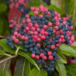Brandywine™ Witherod Viburnum -Florist Shop ViburnumBrandywineIMG 0212 800x800 ff3c145